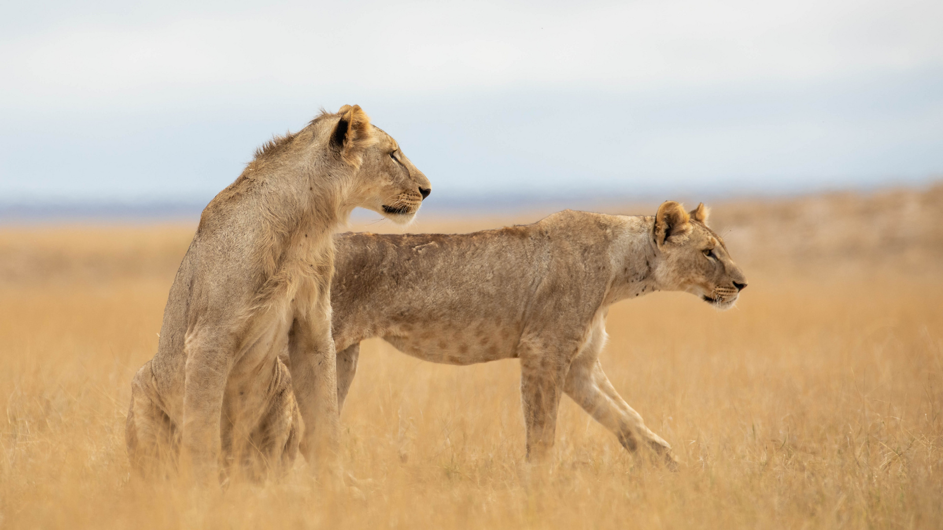 Amboseli