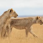 Amboseli