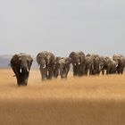 Amboseli