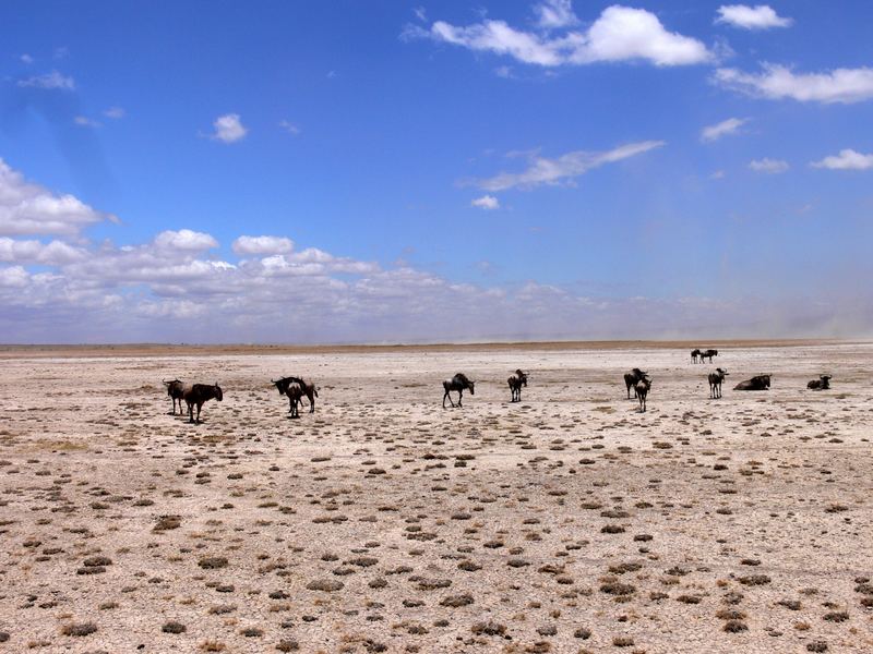 Amboseli