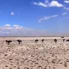 Amboseli