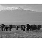 Amboseli