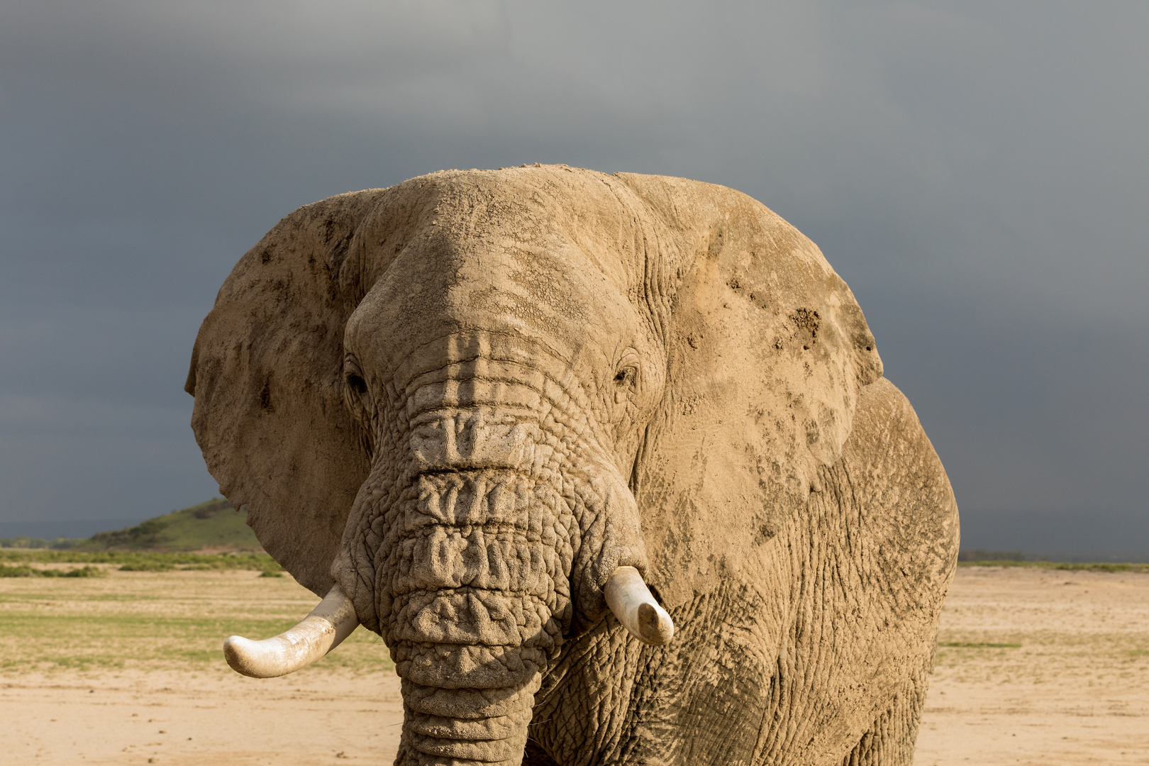 Amboseli Elephant