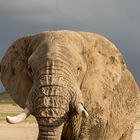 Amboseli Elephant