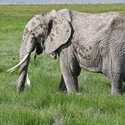 Amboseli Elephant Research Project