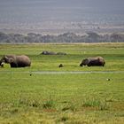 Amboseli