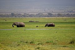 Amboseli