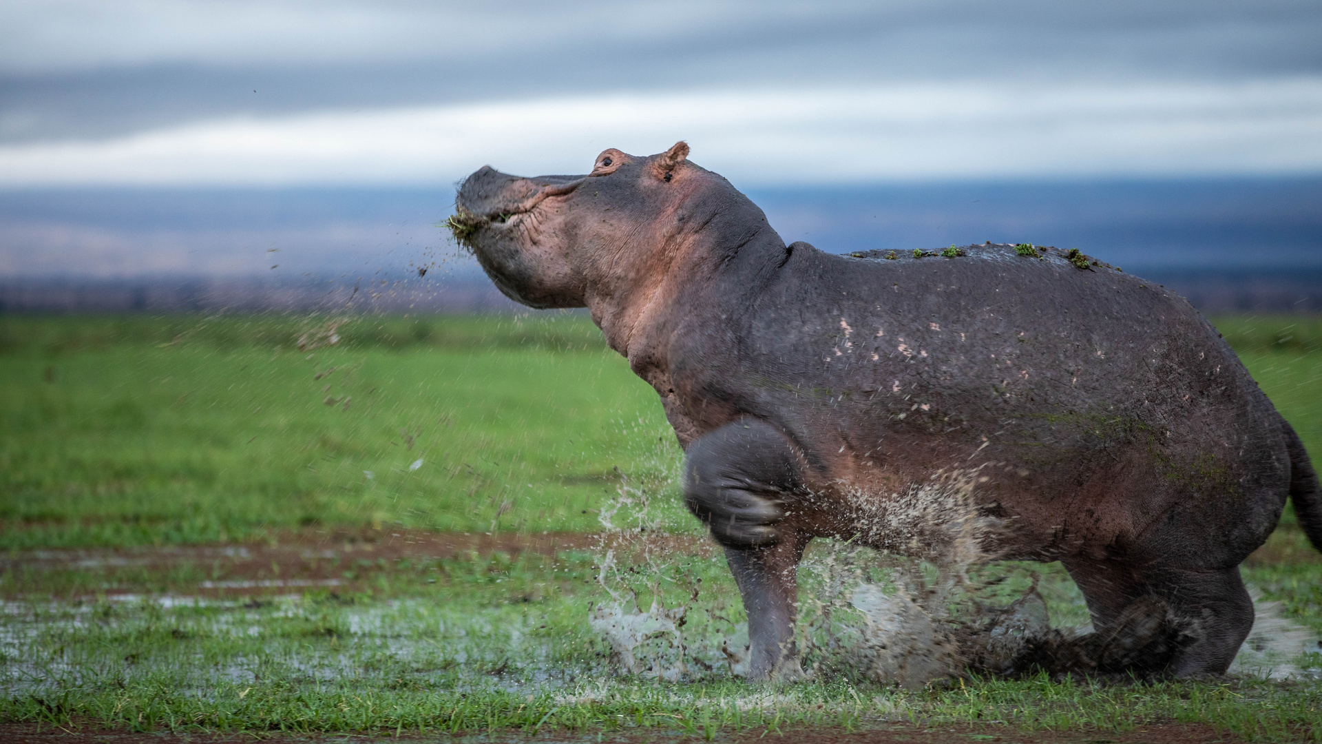 Amboseli