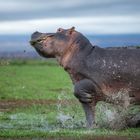 Amboseli