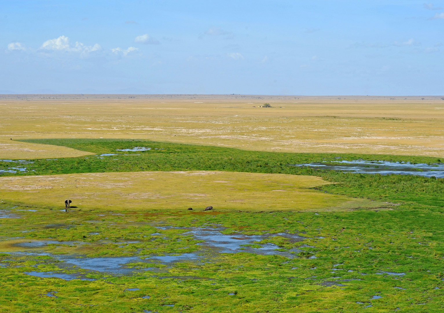 Amboseli / Kenia