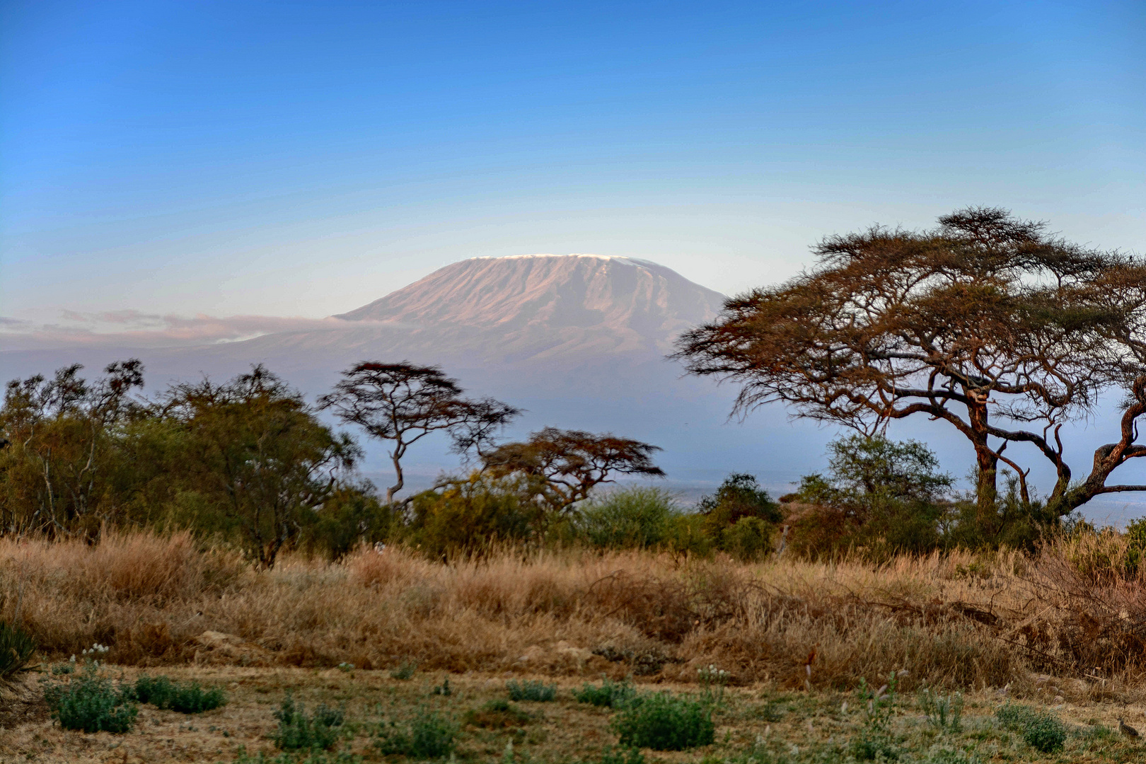 Amboseli,  Kilimandjaro reloaded