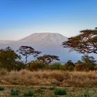 Amboseli,  Kilimandjaro reloaded