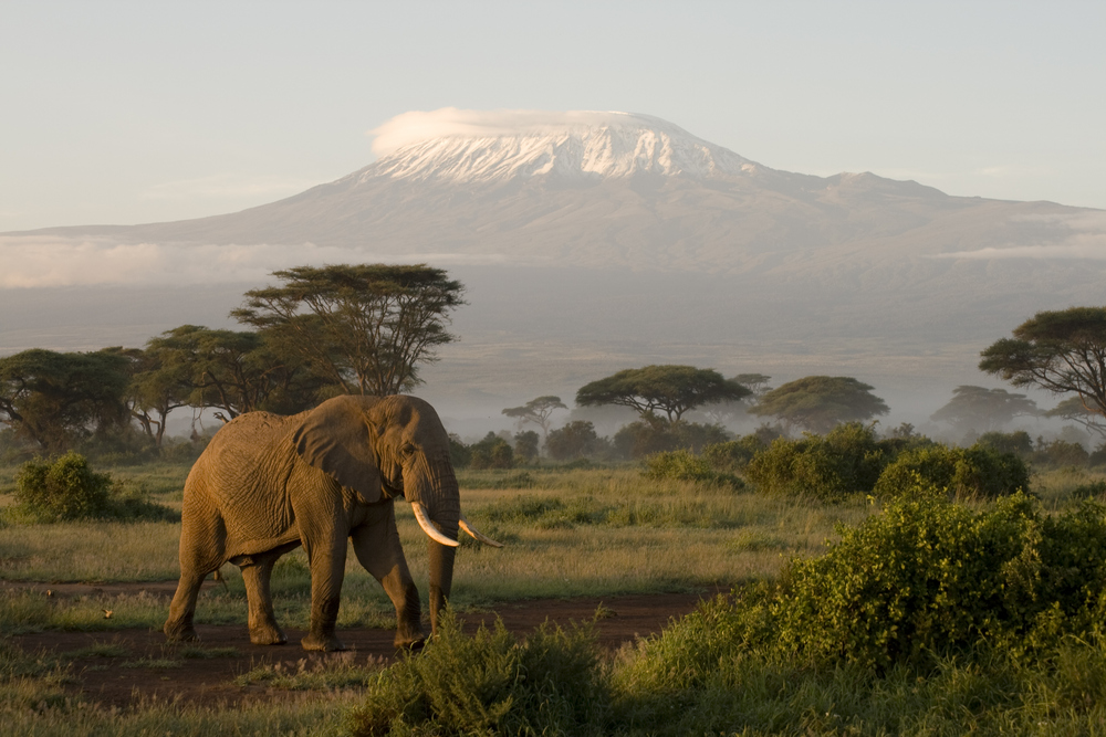 Amboseli National Park: Einsamer Elefant am Kilimandscharo