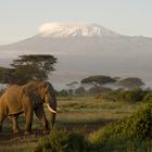 Amboseli National Park: Einsamer Elefant am Kilimandscharo