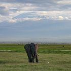 Amboseli National Park, Kenia