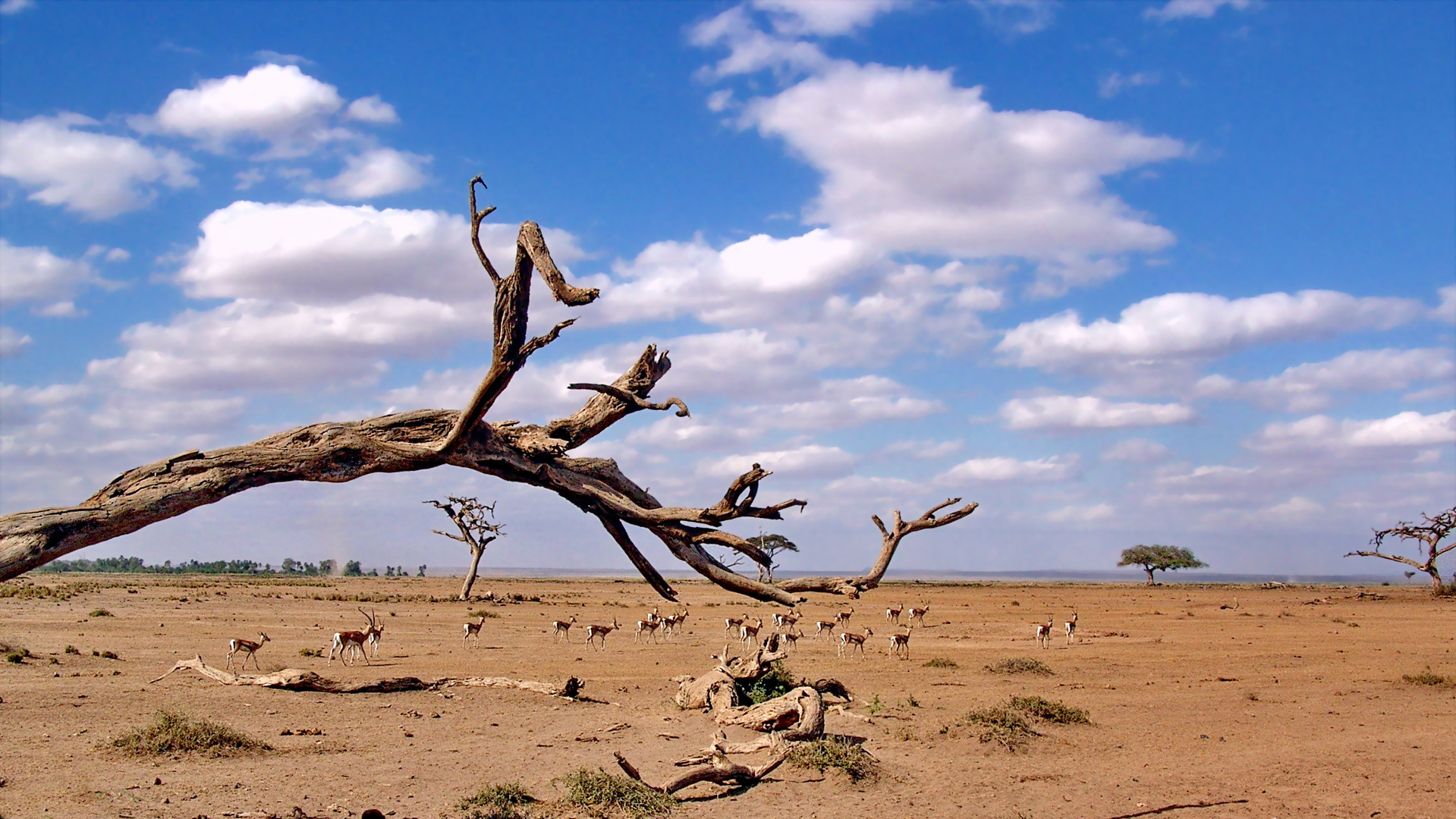 Amboseli Nationalpark