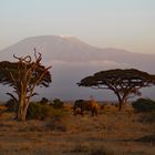 Amboseli Nationalpark Kenia