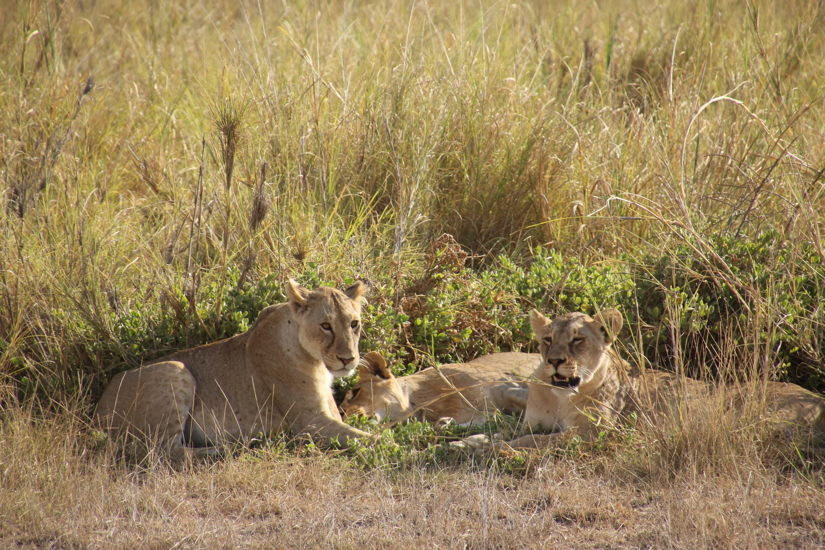 Amboseli Nationalpark Kenia