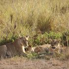 Amboseli Nationalpark Kenia