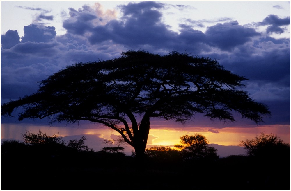 Amboseli Nationalpark_Kenya