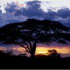 Amboseli Nationalpark_Kenya