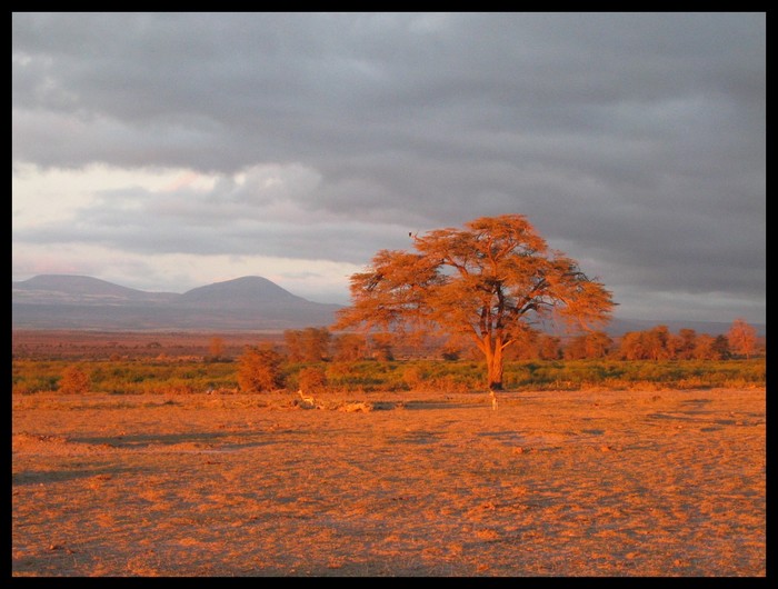 Amboseli - Nationsalpark