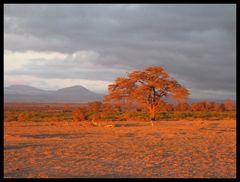 Amboseli - Nationsalpark