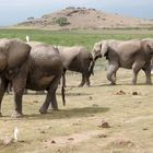 Amboseli NP