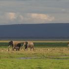 AMBOSELI NP Abendstimmung mit Elefanten