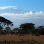 Amboseli NP and Kili