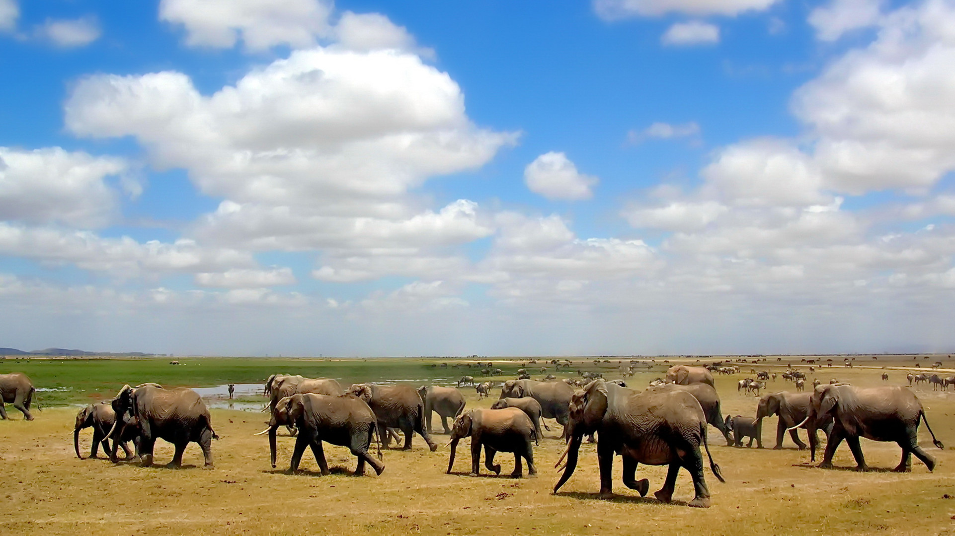 Amboseli NP