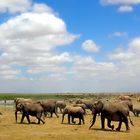 Amboseli NP