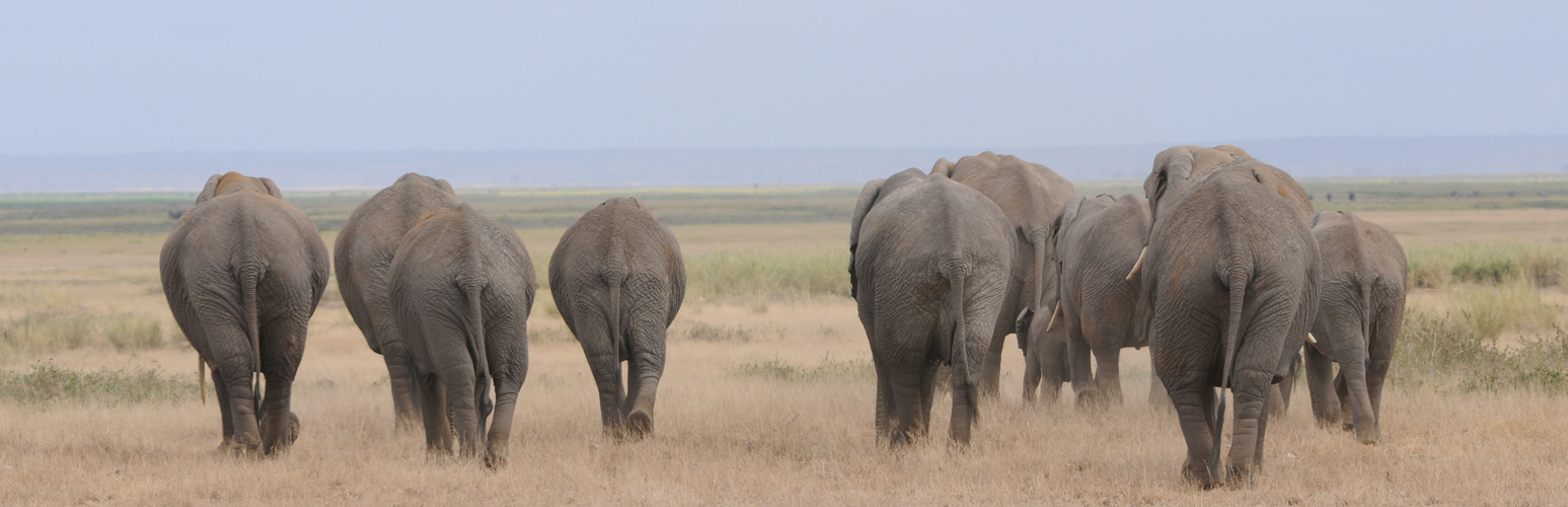 amboseli NP