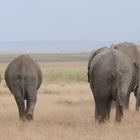 amboseli NP