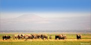 Amboseli NP, Kenia von Rolf Eisentraud 