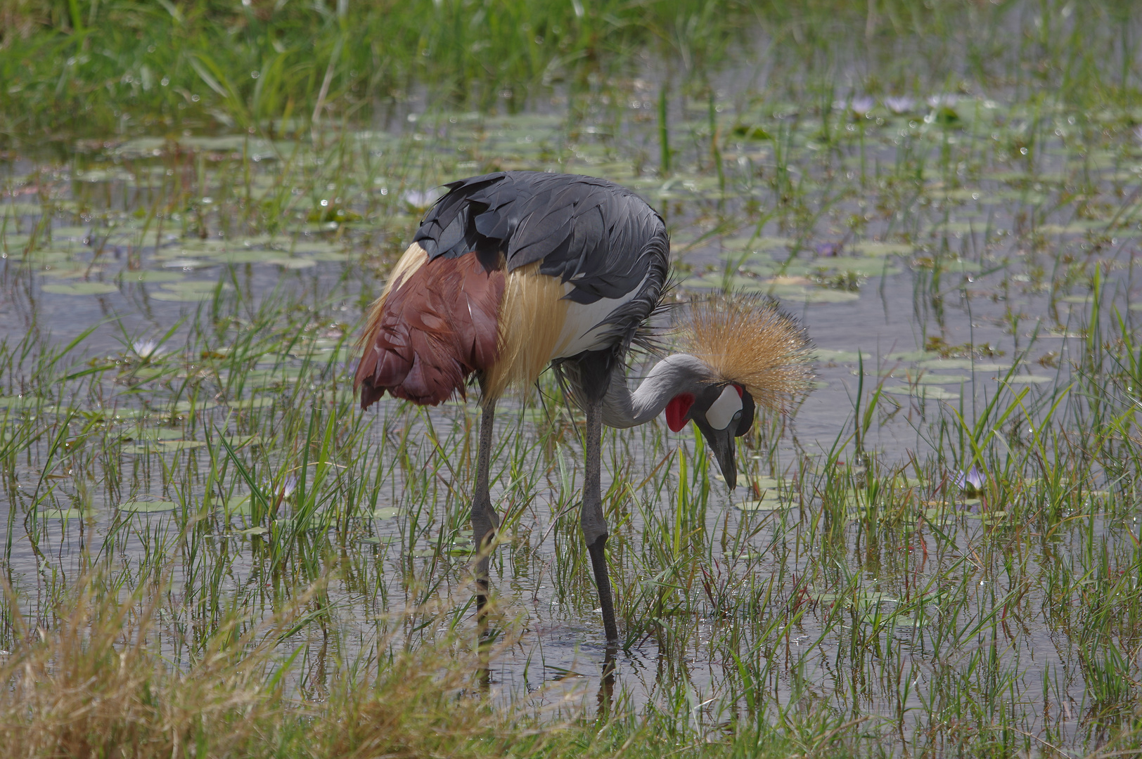 AMBOSELI NP  Kronenkranich