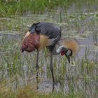 AMBOSELI NP  Kronenkranich