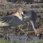 Amboseli NP,  Kronenkranich, Balearica regulorum