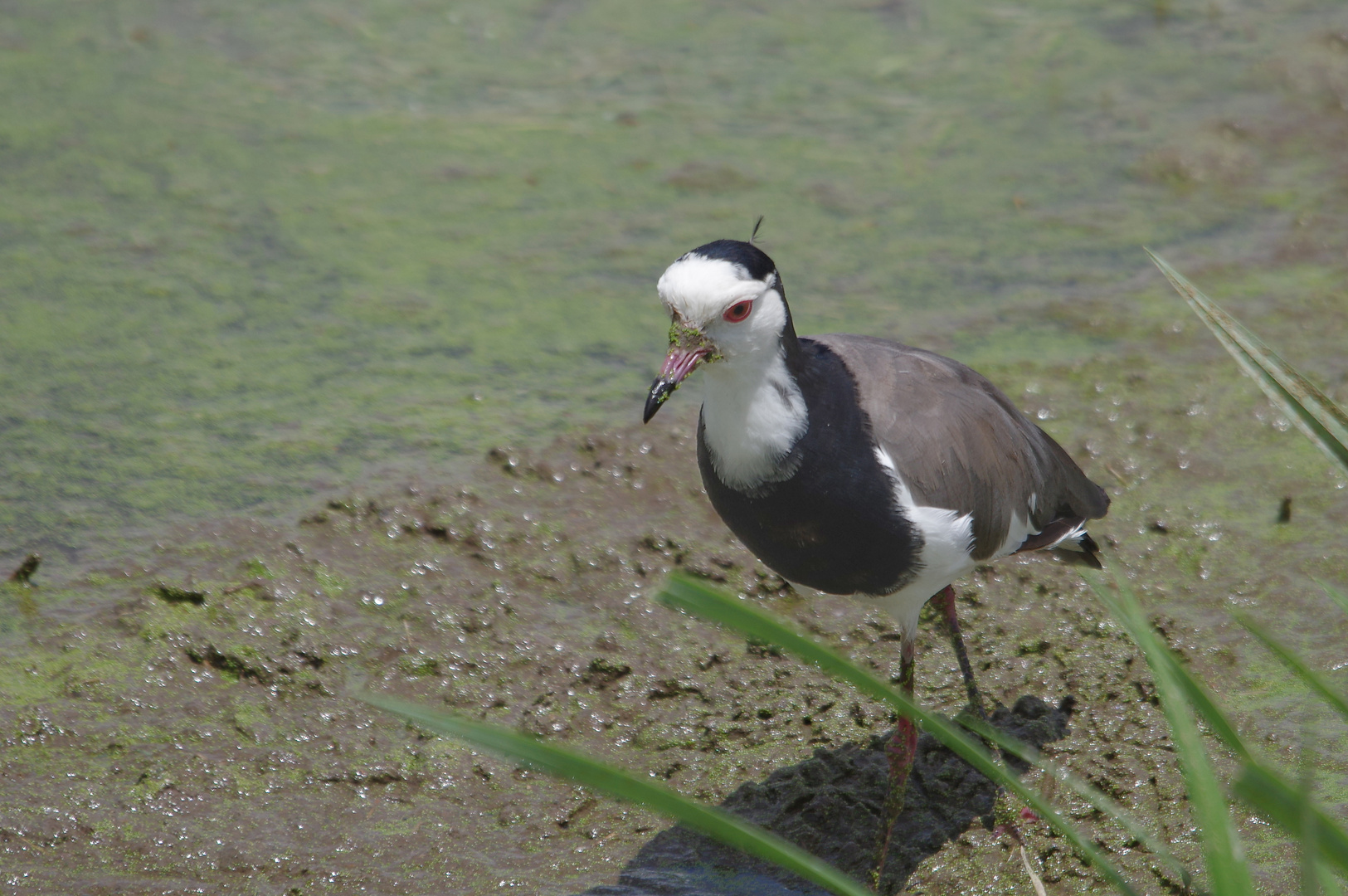 AMBOSELI NP Langstelzenkiebitz