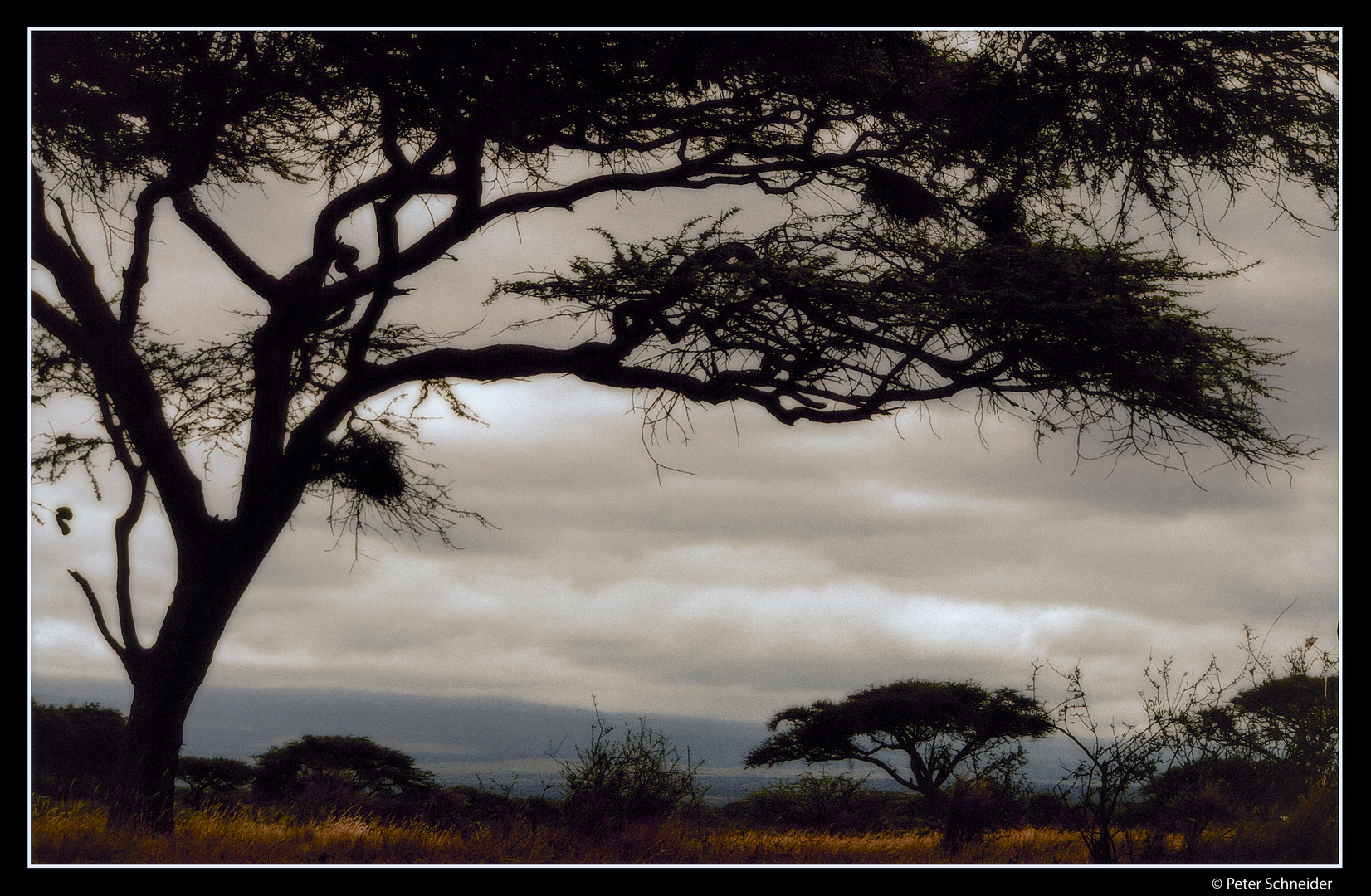 Amboseli Silhouetten