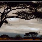 Amboseli Silhouetten