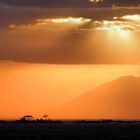 Amboseli Sonnenuntergang