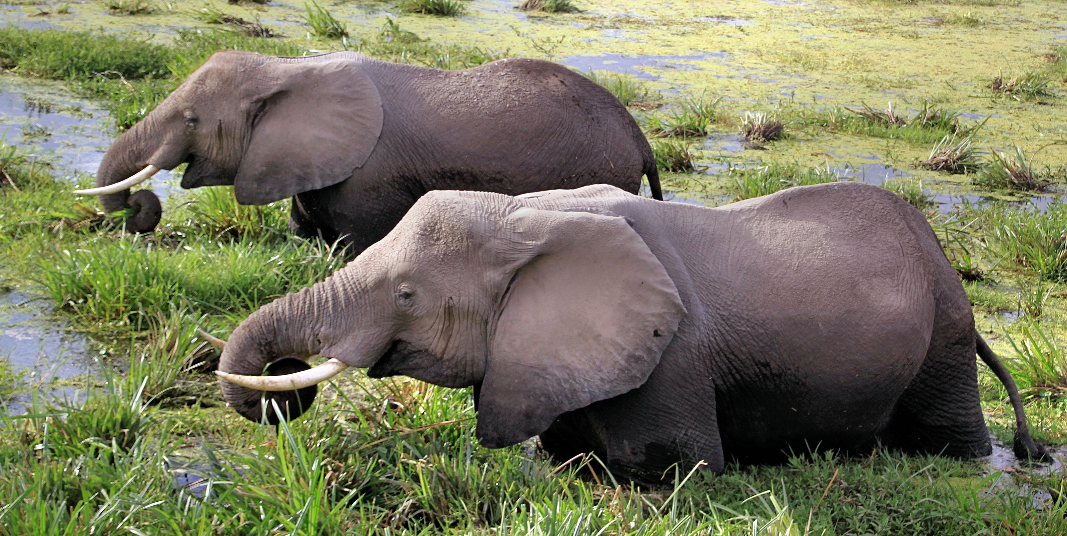 Amboseli-Sümpfe