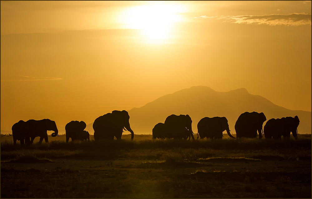 Amboseli Sunset