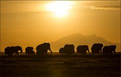 Amboseli Sunset