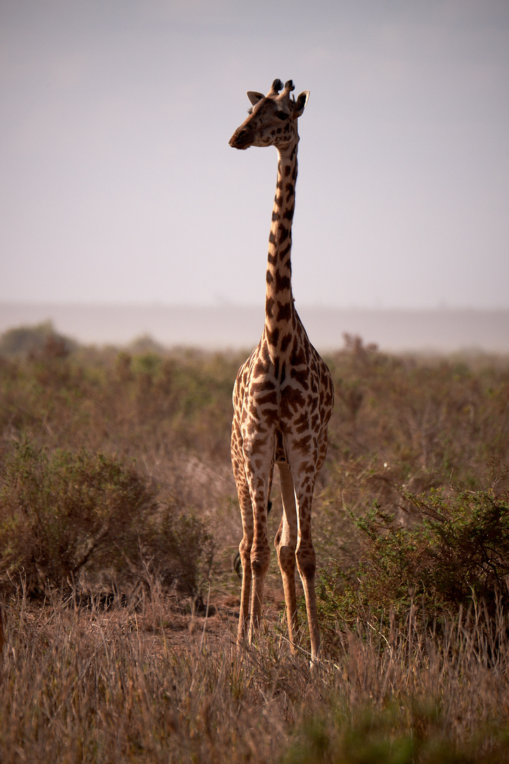 Amboseli-Turm