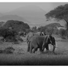 Amboselis Elefanten