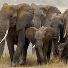 Amboseli's Elefanten