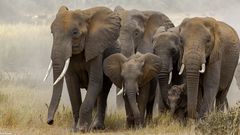 Amboseli's Elefanten