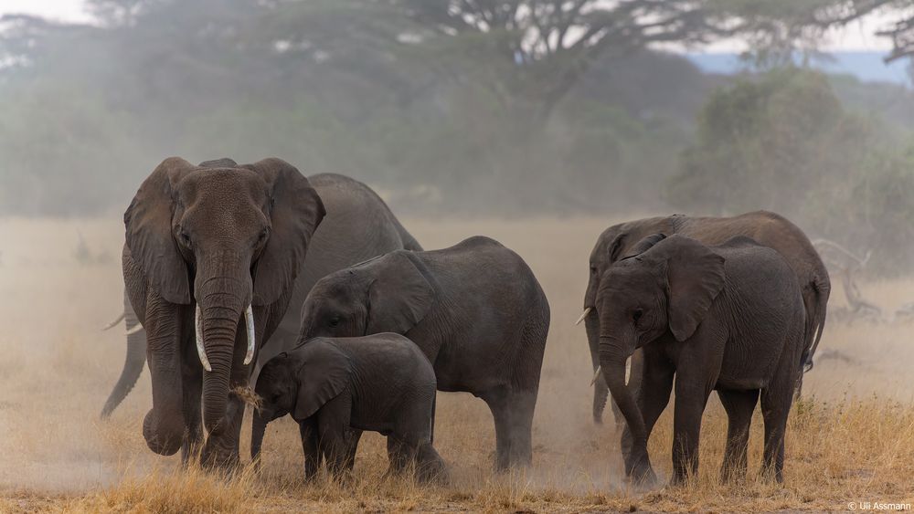 Amboseli's Reichtum